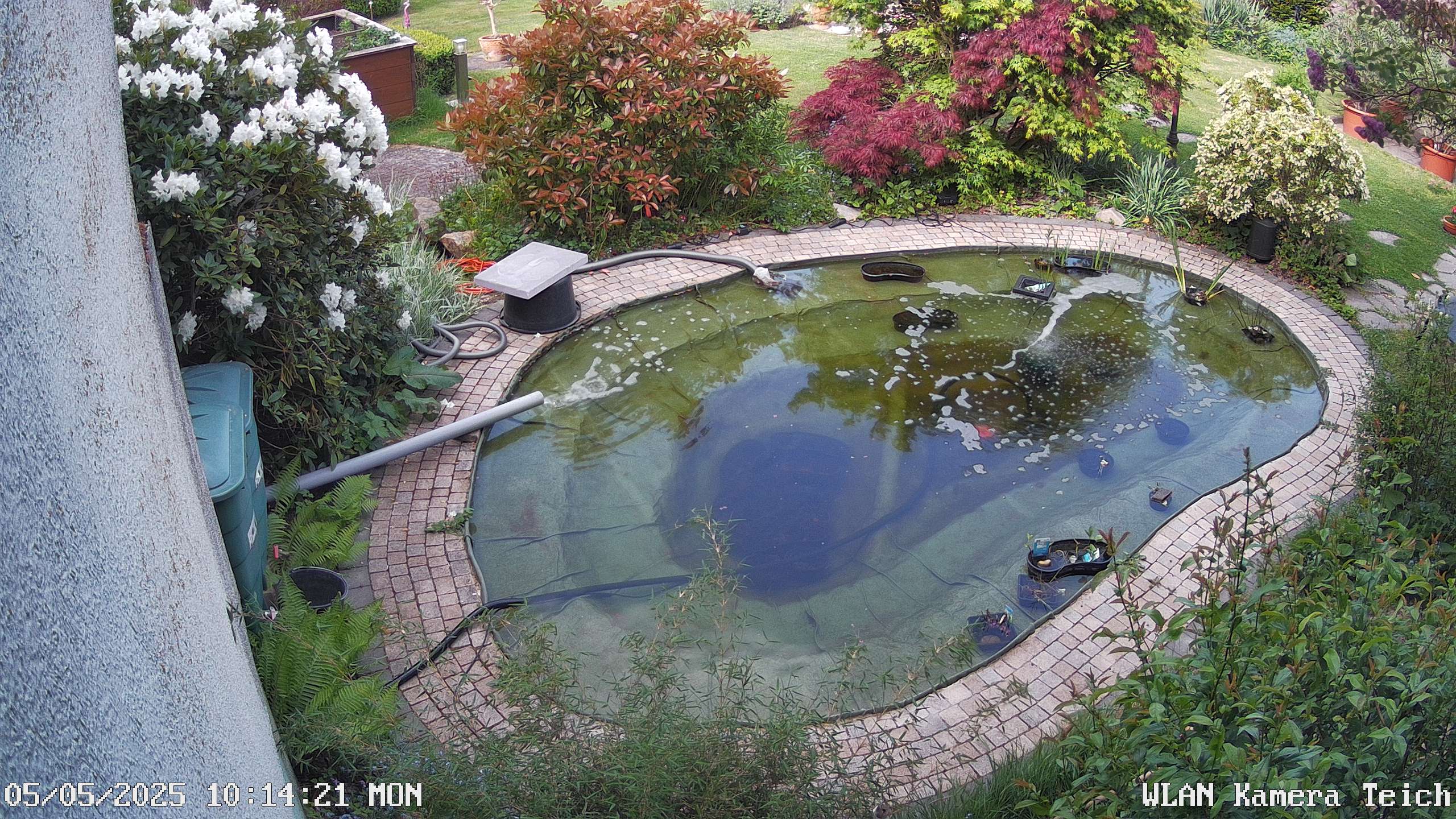 Teich, Aufnahme vom 05.05.2025